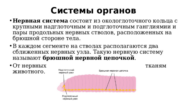 Системы органов   Нервная система  состоит из окологлоточного кольца с крупными надглоточным и подглоточным ганглиямии и пары продольных нервных стволов, расположенных на брюшной стороне тела. В каждом сегменте на стволах располагаются два сближенных нервных узла. Такую нервную систему называют  брюшной нервной цепочкой . От нервных узлов отходят нервы к органам и тканям животного. 