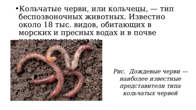 Кольчатые черви, или кольчецы, — тип беспозвоночных животных. Известно около 18 тыс. видов, обитающих в морских и пресных водах и в почве наземных экосистем. Рис. Дождевые черви — наиболее известные представители типа кольчатых червей 