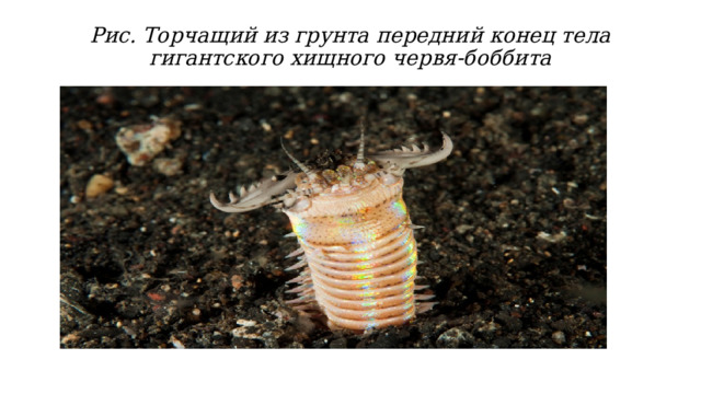 Рис. Торчащий из грунта передний конец тела гигантского хищного червя-боббита   