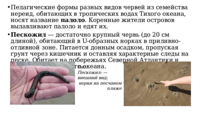 Пелагические формы разных видов червей из семейства нереид, обитающих в тропических водах Тихого океана, носят название  палоло . Коренные жители островов вылавливают палоло и едят их. Пескожил  — достаточно крупный червь (до 20 см длиной), обитающий в U-образных норках в приливно-отливной зоне. Питается донным осадком, пропуская грунт через кишечник и оставляя характерные следы на песке. Обитает на побережьях Северной Атлантики и Северного Ледовитого океана. Рис. Пескожил: — внешний вид; норки на песчаном пляже 
