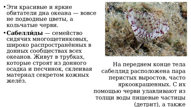 Эти красивые и яркие обитатели дна океана — вовсе не подводные цветы, а кольчатые черви. Сабелли́ды  — семейство сидячих многощетинковых, широко распространённых в донных сообществах всех океанов. Живут в трубках, которые строят из донного осадка и песчинок, склеивая материал секретом кожных желёз.  На переднем конце тела сабеллид расположена пара перистых выростов, часто яркоокрашенных. С их помощью черви улавливают из толщи воды пищевые частицы (детрит), а также осуществляют газообмен. 