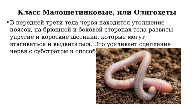 Класс Малощетинковые, или Олигохеты   В передней трети тела червя находится утолщение — поясок, на брюшной и боковой сторонах тела развиты упругие и короткие щетинки, которые могут втягиваться и выдвигаться. Это усиливает сцепление червя с субстратом и способствует его передвижению. 
