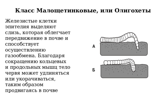 Класс Малощетинковые, или Олигохеты   Железистые клетки эпителия выделяют слизь, которая облегчает передвижение в почве и способствует осуществлению газообмена. Благодаря сокращению кольцевых и продольных мышц тело червя может удлиняться или укорачиваться, таким образом продвигаясь в почве 