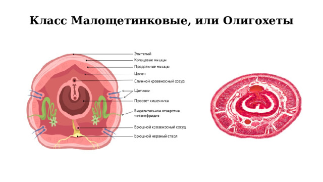 Класс Малощетинковые, или Олигохеты   