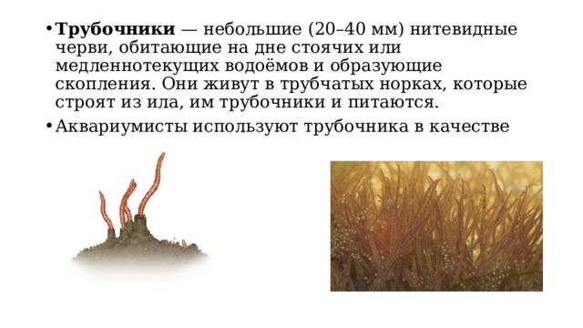 Трубочники  — небольшие (20–40 мм) нитевидные черви, обитающие на дне стоячих или медленнотекущих водоёмов и образующие скопления. Они живут в трубчатых норках, которые строят из ила, им трубочники и питаются.  Аквариумисты используют трубочника в качестве корма для рыб. 