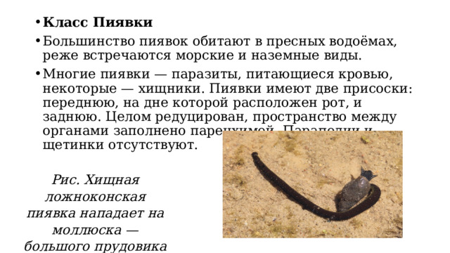 Класс Пиявки  Большинство пиявок обитают в пресных водоёмах, реже встречаются морские и наземные виды.  Многие пиявки — паразиты, питающиеся кровью, некоторые — хищники. Пиявки имеют две присоски: переднюю, на дне которой расположен рот, и заднюю. Целом редуцирован, пространство между органами заполнено паренхимой. Параподии и щетинки отсутствуют. Рис. Хищная ложноконская пиявка нападает на моллюска — большого прудовика 