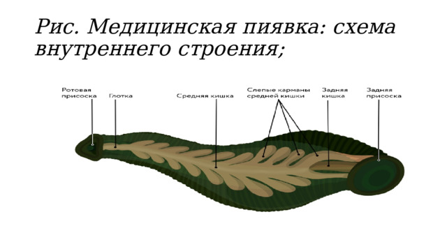 Рис. Медицинская пиявка: схема внутреннего строения; 