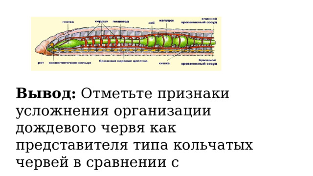 Вывод: Отметьте признаки усложнения организации дождевого червя как представителя типа кольчатых червей в сравнении с представителями плоских и круглых червей 