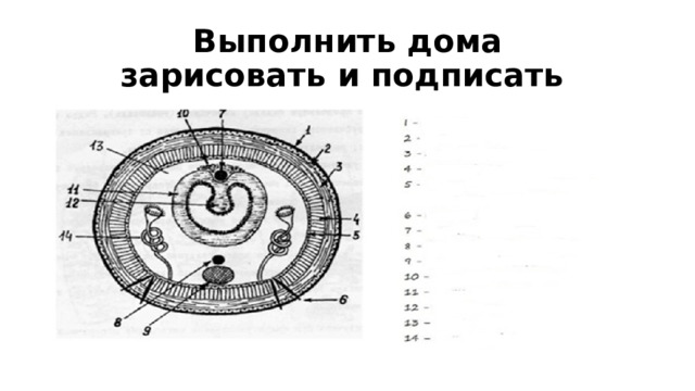 Выполнить дома  зарисовать и подписать 