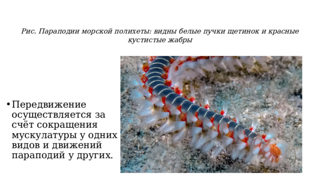 Рис. Параподии морской полихеты: видны белые пучки щетинок и красные кустистые жабры  .   Передвижение осуществляется за счёт сокращения мускулатуры у одних видов и движений параподий у других. 
