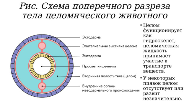 Рис. Схема поперечного разреза тела целомического животного   Целом функционирует как гидроскелет, целомическая жидкость принимает участие в транспорте веществ. У некоторых пиявок целом отсутствует или развит незначительно. 