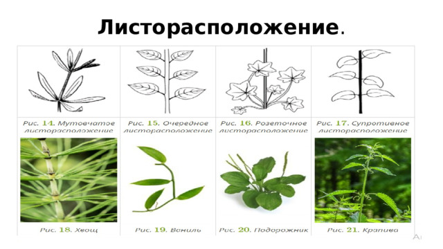 Листорасположение . 