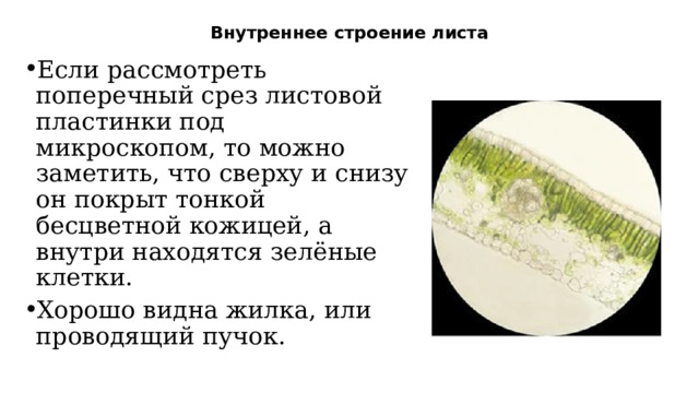 Внутреннее строение листа   Если рассмотреть поперечный срез листовой пластинки под микроскопом, то можно заметить, что сверху и снизу он покрыт тонкой бесцветной кожицей, а внутри находятся зелёные клетки. Хорошо видна жилка, или проводящий пучок. 