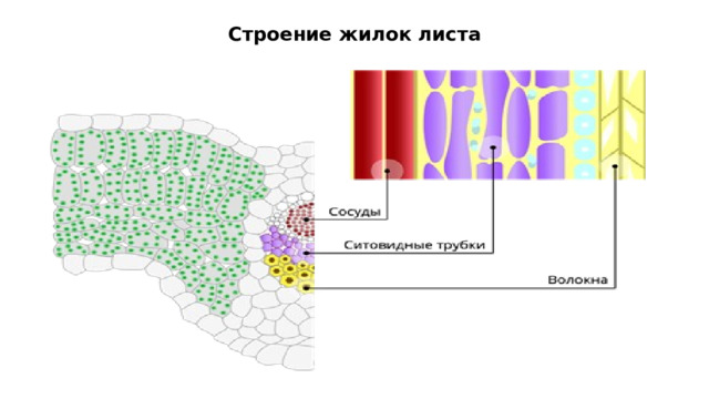 Строение жилок листа   