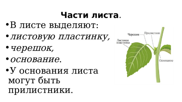 Части листа . В листе выделяют: листовую  пластинку, черешок, основание . У основания листа могут быть прилистники. 