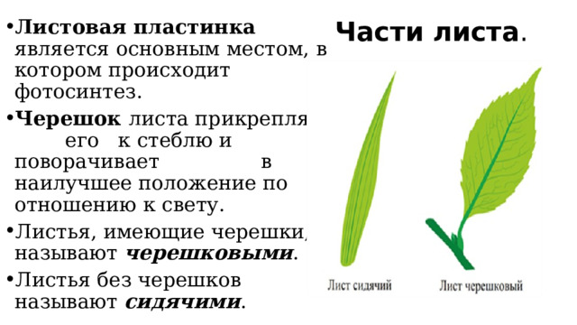 Части листа . Листовая пластинка является основным местом, в котором происходит фотосинтез. Черешок листа прикрепляет его к стеблю и поворачивает в наилучшее положение по отношению к свету. Листья, имеющие черешки, называют черешковыми . Листья без черешков называют сидячими . 