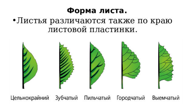Форма листа. Листья различаются также по краю листовой пластинки. 