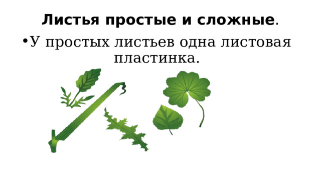Листья простые и сложные . У простых листьев одна листовая пластинка. 