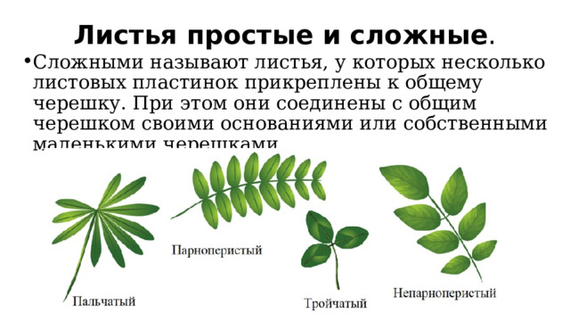Листья простые и сложные . Сложными называют листья, у которых несколько листовых пластинок прикреплены к общему черешку. При этом они соединены с общим черешком своими основаниями или собственными маленькими черешками. 