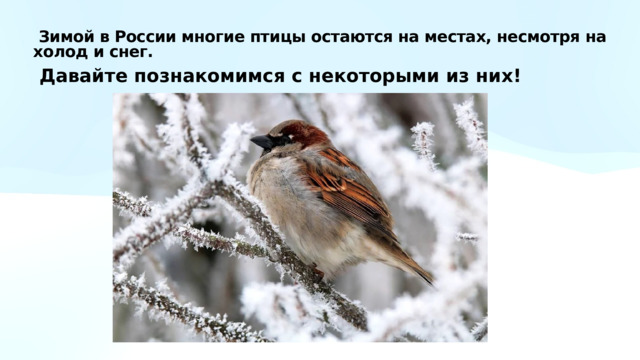  Зимой в России многие птицы остаются на местах, несмотря на холод и снег.  Давайте познакомимся с некоторыми из них! 