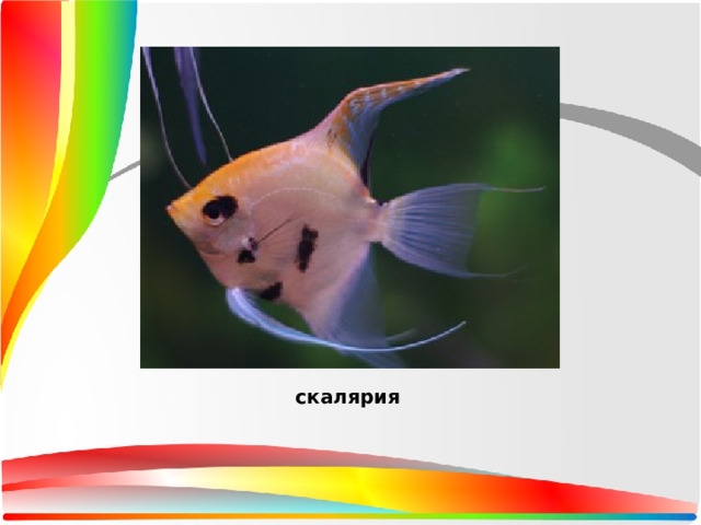 скалярия 