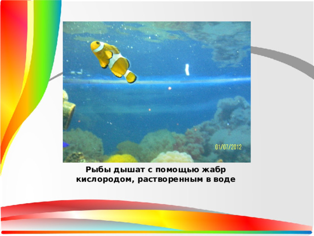 Рыбы дышат с помощью жабр кислородом, растворенным в воде 