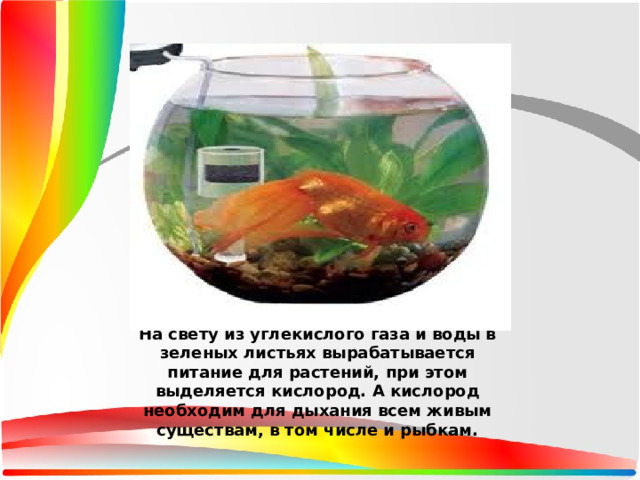 На свету из углекислого газа и воды в зеленых листьях вырабатывается питание для растений, при этом выделяется кислород. А кислород необходим для дыхания всем живым существам, в том числе и рыбкам. 