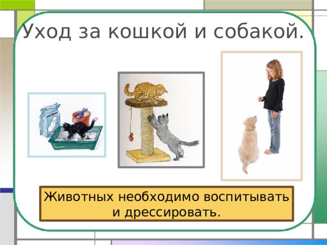 Уход за кошкой и собакой. Животных необходимо воспитывать и дрессировать. 