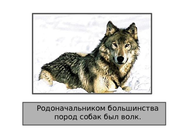  Родоначальником большинства пород собак был волк. 