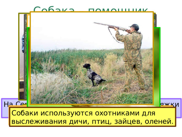 Собака – помощник человека. На Севере ездовые собаки перевозят упряжки с людьми и грузами. Милиционерам собаки помогают Слепым людям надёжно служат  разыскивать нарушителей закона. собаки-поводыри. Пастухам собаки помогают В военное время собаки спасали раненых, доставляли боеприпасы и донесения. пасти стада животных. Собаки используются охотниками для выслеживания дичи, птиц, зайцев, оленей. 