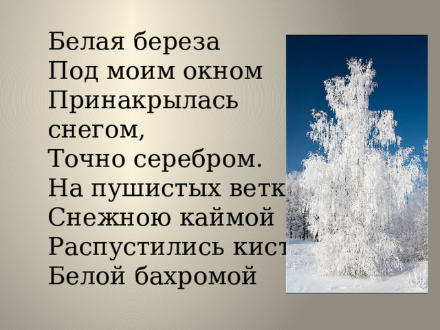 Белая береза  Под моим окном  Принакрылась снегом,  Точно серебром.  На пушистых ветках  Снежною каймой  Распустились кисти  Белой бахромой 