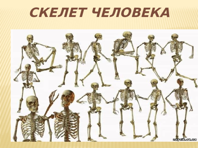 СКЕЛЕТ ЧЕЛОВЕКА 