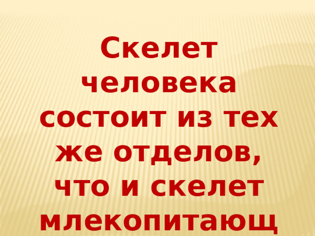 Скелет человека состоит из тех же отделов, что и скелет млекопитающих 