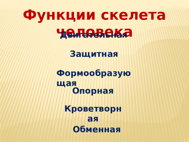 Функции скелета человека Двигательная Защитная Формообразующая Опорная Кроветворная Обменная 