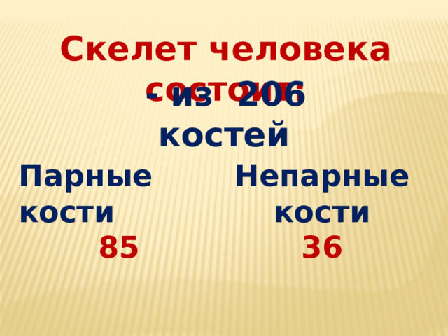 Скелет человека состоит:  - из 206 костей Парные кости Непарные кости 85 36 