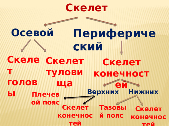 Скелет Периферический Осевой Скелет головы Скелет туловища Скелет конечностей Верхних Нижних Плечевой пояс Скелет конечностей Тазовый пояс Скелет конечностей 