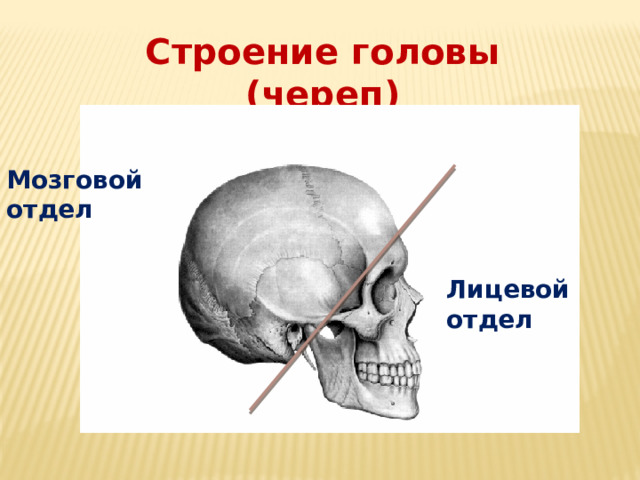 Строение головы (череп) Мозговой отдел Лицевой отдел 