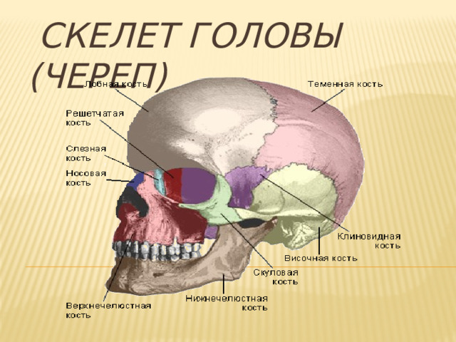  Скелет головы (череп)  