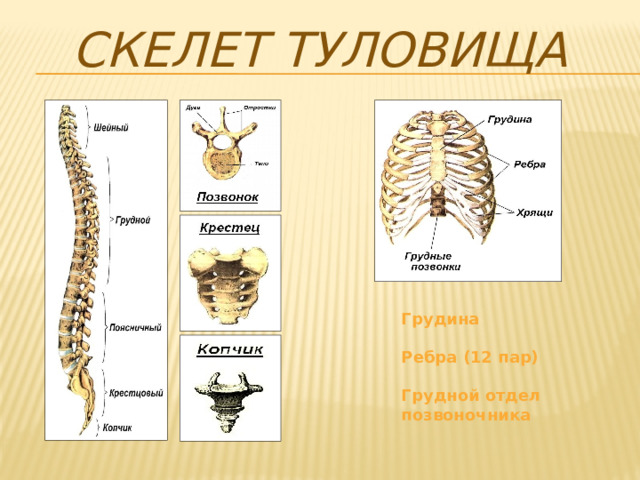 Скелет туловища Грудина  Ребра (12 пар)  Грудной отдел позвоночника 