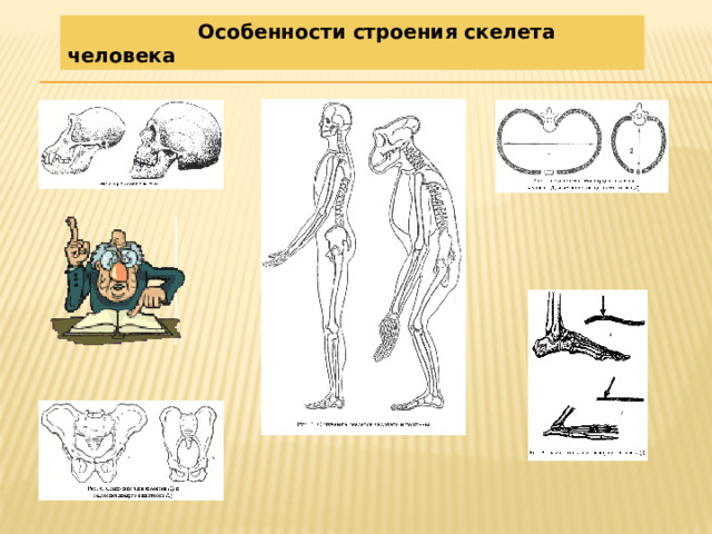  Особенности строения скелета человека 