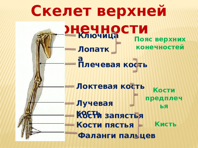 Скелет верхней конечности Ключица Пояс верхних конечностей Лопатка Плечевая кость Локтевая кость Кости предплечья Лучевая кость Кости запястья Кости пястья Кисть Фаланги пальцев 
