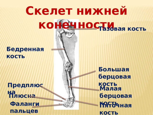 Скелет нижней конечности Тазовая кость Бедренная кость Большая берцовая кость Предплюсна Малая берцовая кость Плюсна Фаланги пальцев Пяточная кость 