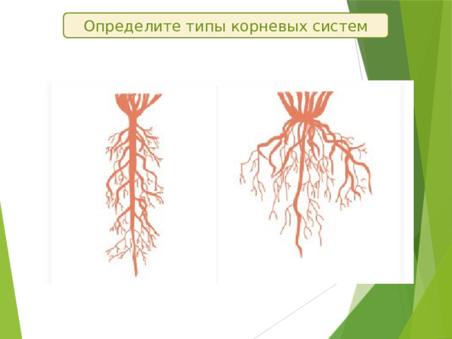 Определите типы корневых систем 