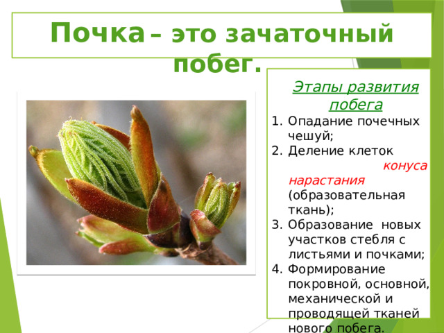 Почка  – это зачаточный побег. Этапы развития побега Опадание почечных чешуй; Деление клеток конуса нарастания (образовательная ткань); Образование новых участков стебля с листьями и почками; Формирование покровной, основной, механической и проводящей тканей нового побега.  