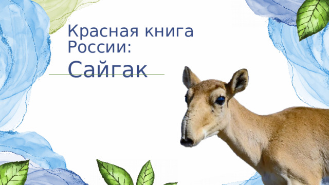 Красная книга России:    Сайгак 