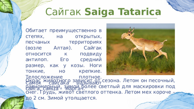Сайгак Saiga Tatarica Обитает преимущественно в степях, на открытых, песчаных территориях (возле Алтая). Сайгак относится к подвиду антилоп. Его средний размер, как у козы. Ноги тонкие, но крепкие. Телосложение плотное. Самок сайгака называют сайга, самца – маргач. Окрас животного зависит от сезона. Летом он песочный, равномерный, зимой более светлый для маскировки под снег. Грудь, живот светлого оттенка. Летом мех короче – до 2 см. Зимой утолщается. 
