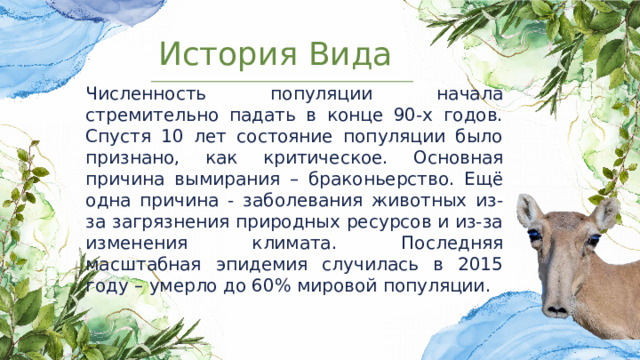 История Вида Численность популяции начала стремительно падать в конце 90-х годов. Спустя 10 лет состояние популяции было признано, как критическое. Основная причина вымирания – браконьерство . Ещё одна причина - заболевания животных из-за загрязнения природных ресурсов и из-за изменения климата. Последняя масштабная эпидемия случилась в 2015 году – умерло до 60% мировой популяции. 