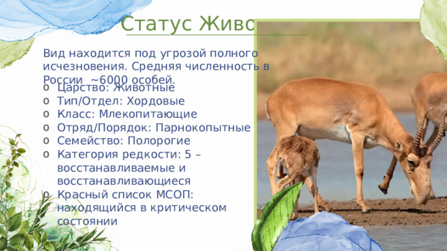 Статус Животного Вид находится под угрозой полного исчезновения. Средняя численность в России ~6000 особей. Царство: Животные Тип/Отдел: Хордовые Класс: Млекопитающие Отряд/Порядок: Парнокопытные Семейство: Полорогие Категория редкости: 5 – восстанавливаемые и восстанавливающиеся Красный список МСОП: находящийся в критическом состоянии 