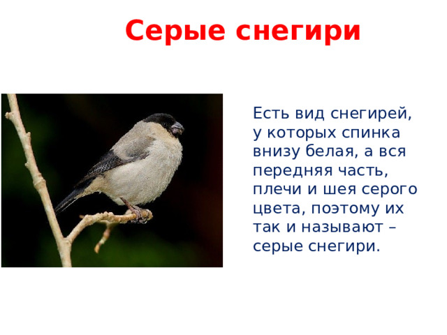Серые снегири Есть вид снегирей, у которых спинка внизу белая, а вся передняя часть, плечи и шея серого цвета, поэтому их так и называют – серые снегири. 