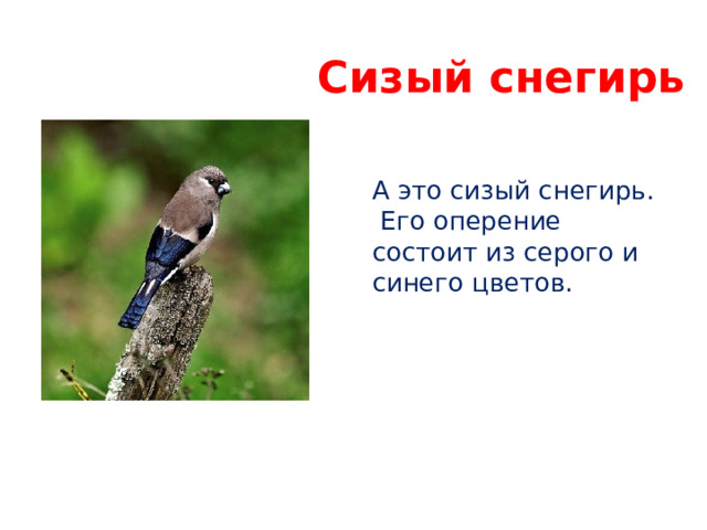 Сизый снегирь А это сизый снегирь. Его оперение состоит из серого и синего цветов. 